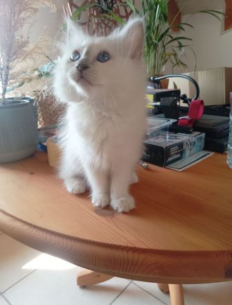 Heilige Birma Zwei Kitten Mädchen und Junge