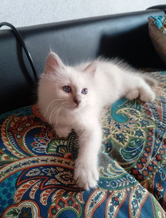 Heilige Birma Zwei Kitten Mädchen und Junge