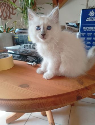 Heilige Birma Zwei Kitten Mädchen und Junge