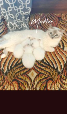 Heilige Birma Zwei Kitten Mädchen und Junge