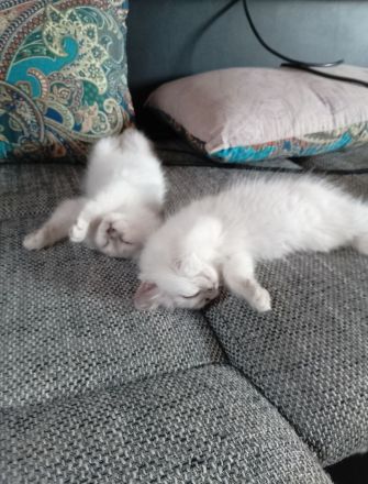 Heilige Birma Zwei Kitten Mädchen und Junge
