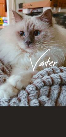 Heilige Birma Zwei Kitten Mädchen und Junge