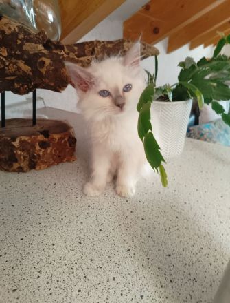 Heilige Birma Zwei Kitten Mädchen und Junge