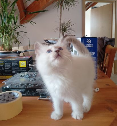 Heilige Birma Zwei Kitten Mädchen und Junge