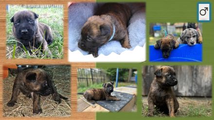 Malinois Welpen (Malinois / X- Herder)