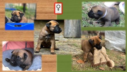 Malinois Welpen (Malinois / X- Herder)