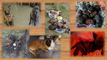 Malinois Welpen (Malinois / X- Herder)