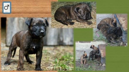 Malinois Welpen (Malinois / X- Herder)