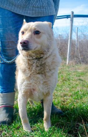 XANTHOS - Schmusebär sucht Familienanschluss