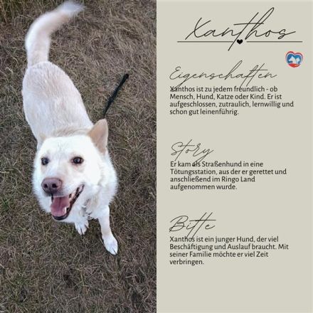 XANTHOS - Schmusebär sucht Familienanschluss