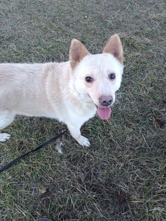 XANTHOS - Schmusebär sucht Familienanschluss