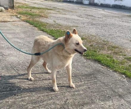 XANTHOS - Schmusebär sucht Familienanschluss