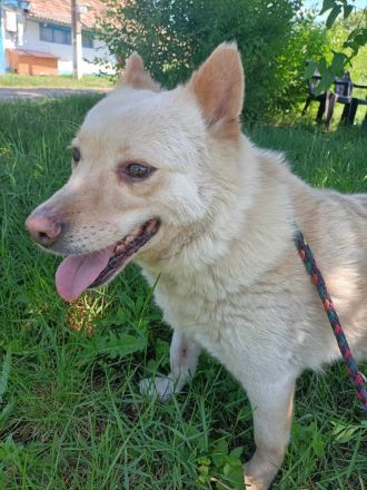 XANTHOS - Schmusebär sucht Familienanschluss