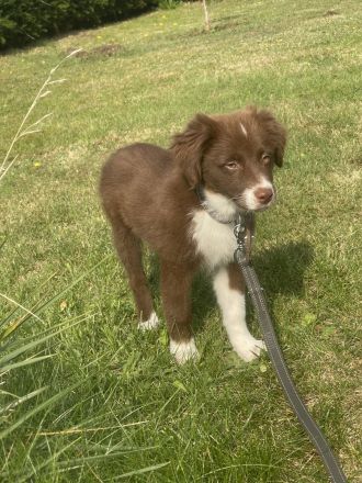 Australian Shepherd Hündin Welpe