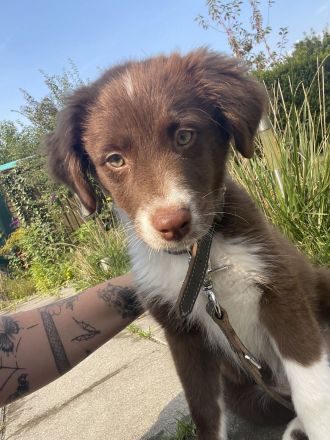 Australian Shepherd Hündin Welpe