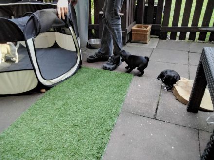 Möpschen  suchen die besten Eltern