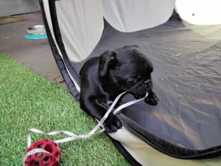 Möpschen  suchen die besten Eltern