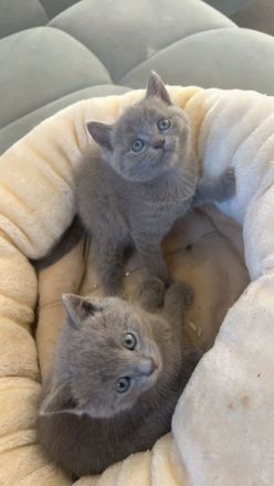 Britisch Kurzhaar Kitten