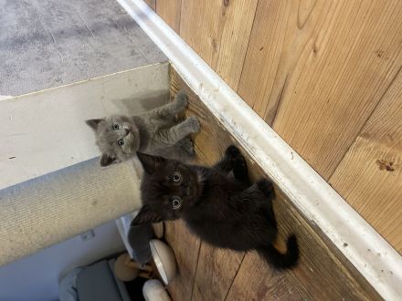Britisch Kurzhaar Kitten