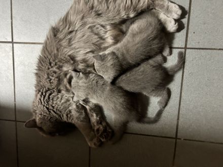 Britisch Kurzhaar Kitten