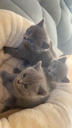 Britisch Kurzhaar Kitten