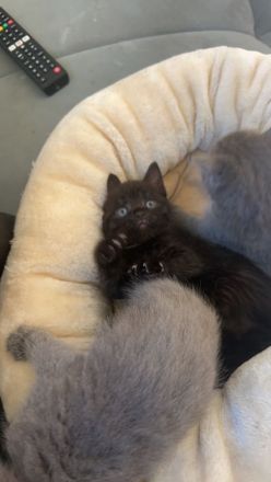 Britisch Kurzhaar Kitten