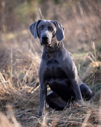Atemberaubender blauer Weimaraner Deckrüde