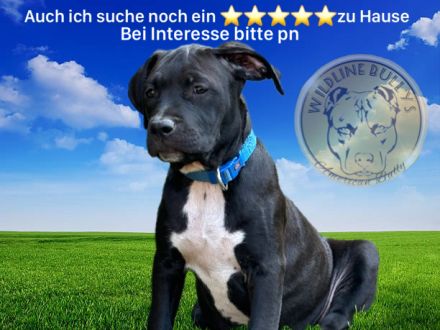 American Bully Xl Welpen 14 Wochen alt