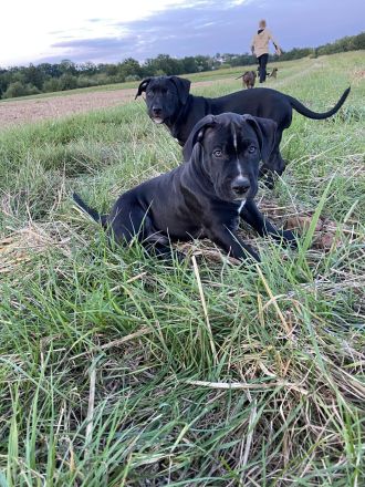 American Bully Welpen Classic Abgabebereit