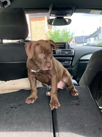 American Bully Welpen Classic Abgabebereit