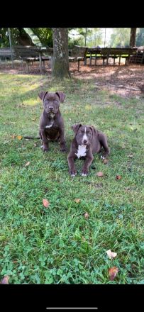 American Bully Welpen Classic Abgabebereit