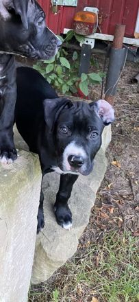 American Bully Welpen Classic Abgabebereit