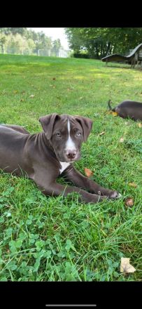 American Bully Welpen Classic Abgabebereit