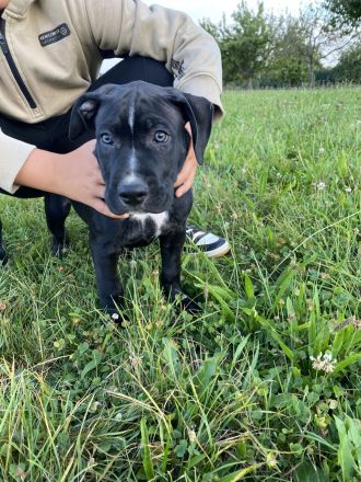 American Bully Welpen Classic Abgabebereit