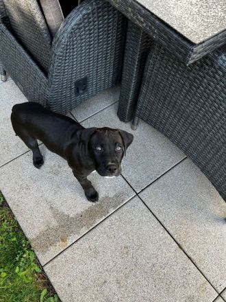 American Bully Welpen Classic Abgabebereit