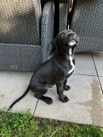 American Bully Welpen Classic Abgabebereit