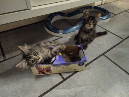 Reinrassige Maine Coon Mädchen abzugeben