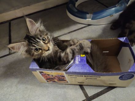 Reinrassige Maine Coon Mädchen abzugeben