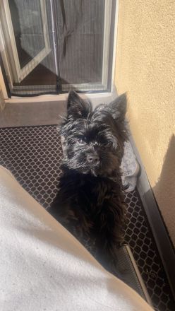 Yorkshire Terrier Schwarz Deckrüde