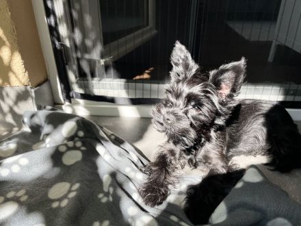 Yorkshire Terrier Schwarz Deckrüde