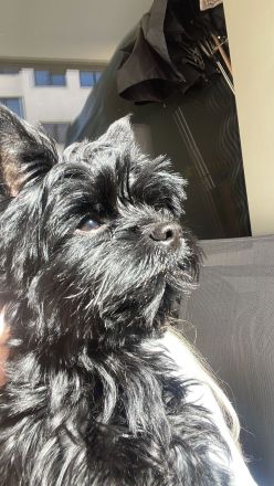 Yorkshire Terrier Schwarz Deckrüde