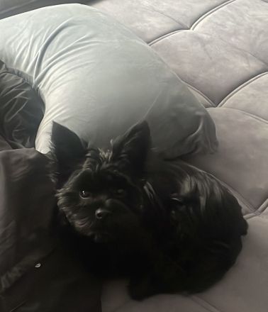 Yorkshire Terrier Schwarz Deckrüde