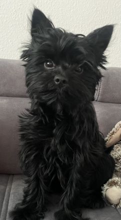 Yorkshire Terrier Schwarz Deckrüde