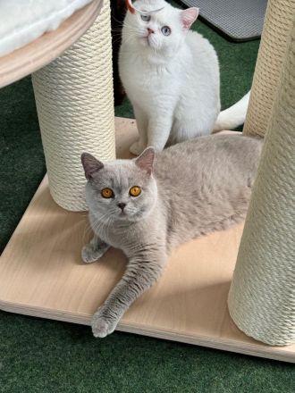 BKH Kater 18 Monate alt lilac