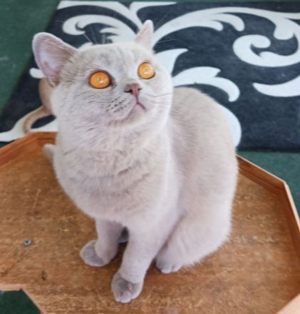 BKH Kater 18 Monate alt lilac