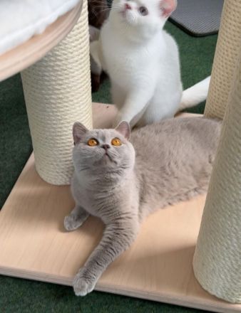 BKH Kater 18 Monate alt lilac