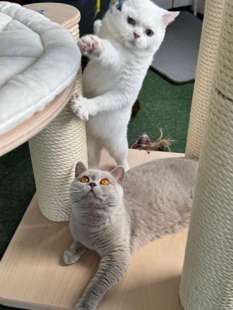 BKH Kater 18 Monate alt lilac