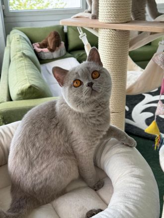 BKH Kater 18 Monate alt lilac