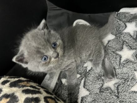 Bkh kittten