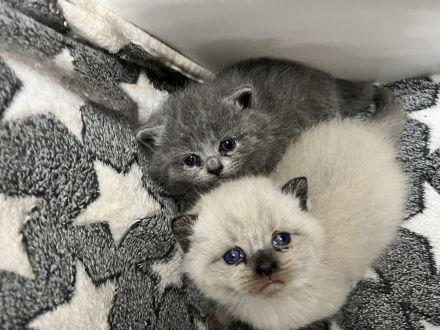 Bkh kittten